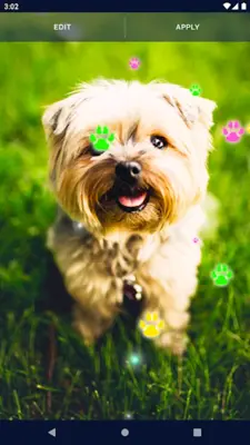 Cute Puppy Live Wallpaper android App screenshot 2