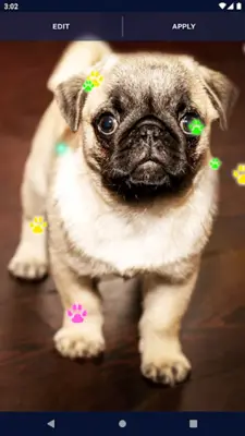 Cute Puppy Live Wallpaper android App screenshot 3